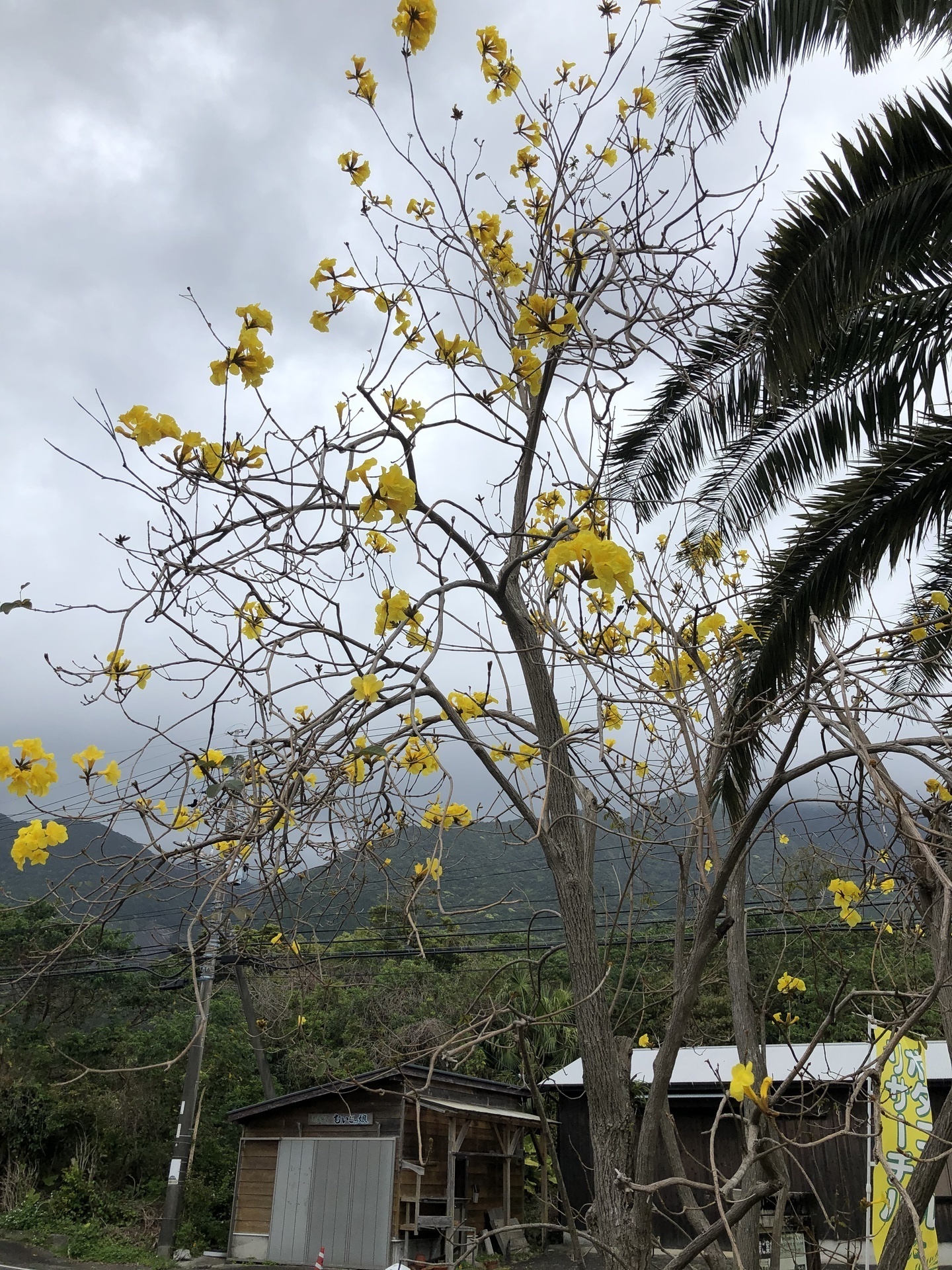 イペー キバナイペー の花が咲いています ここは屋久島