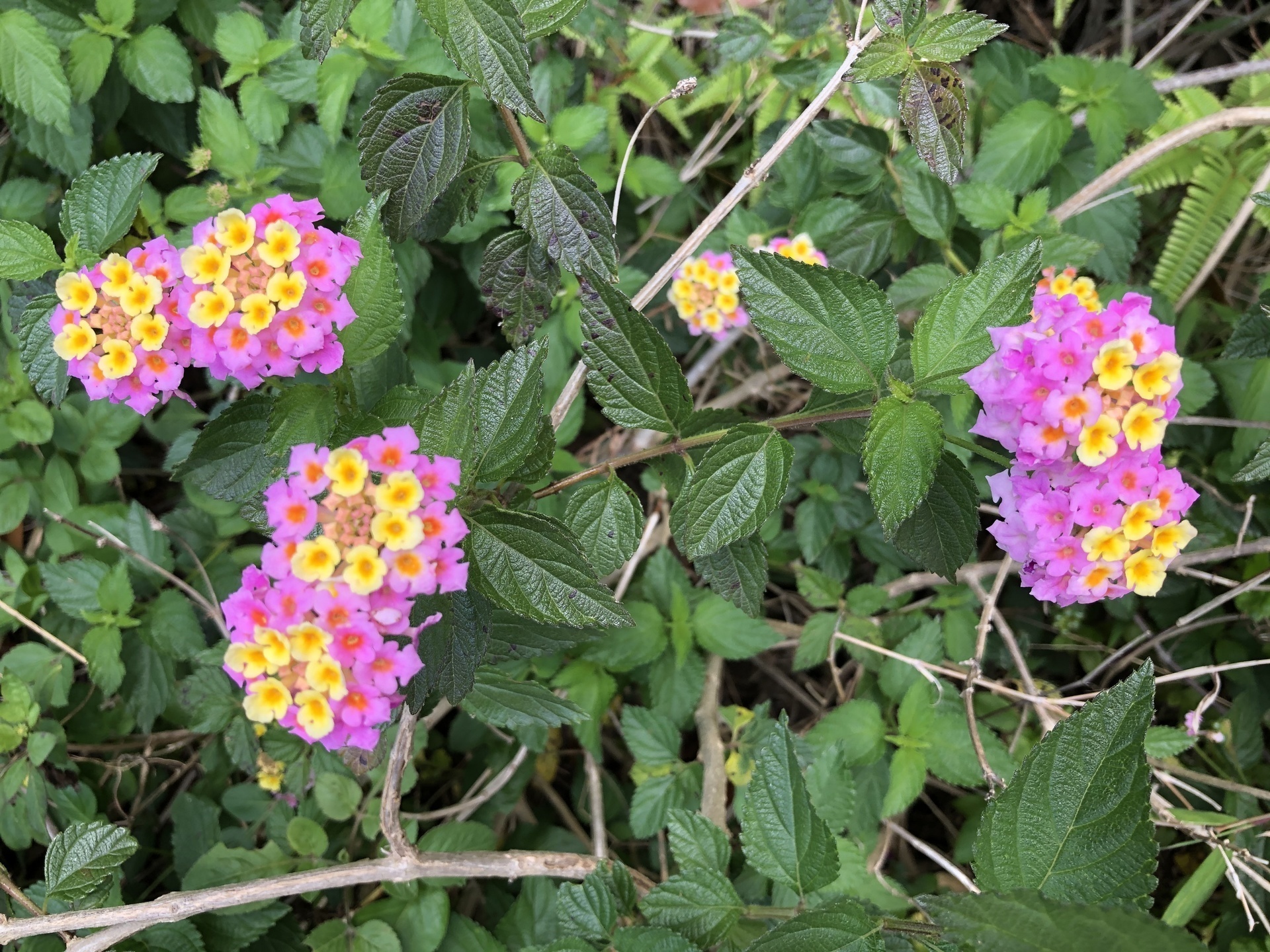 ランタナ ここは屋久島