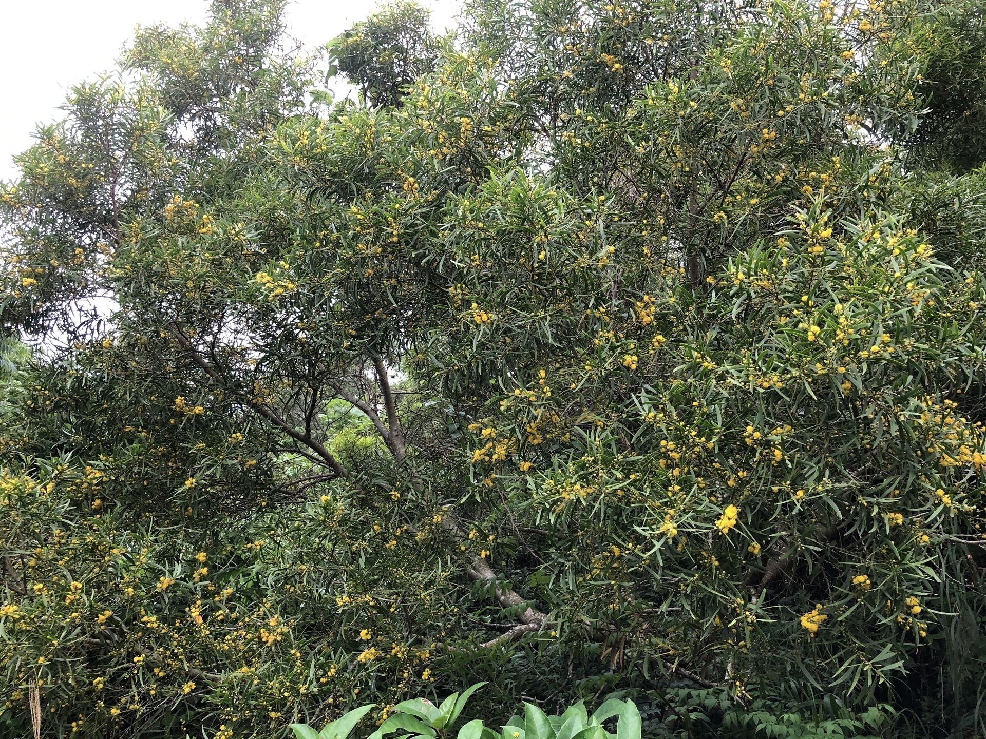 相思樹（ソウシジュ：台湾アカシア）の花: ここは屋久島