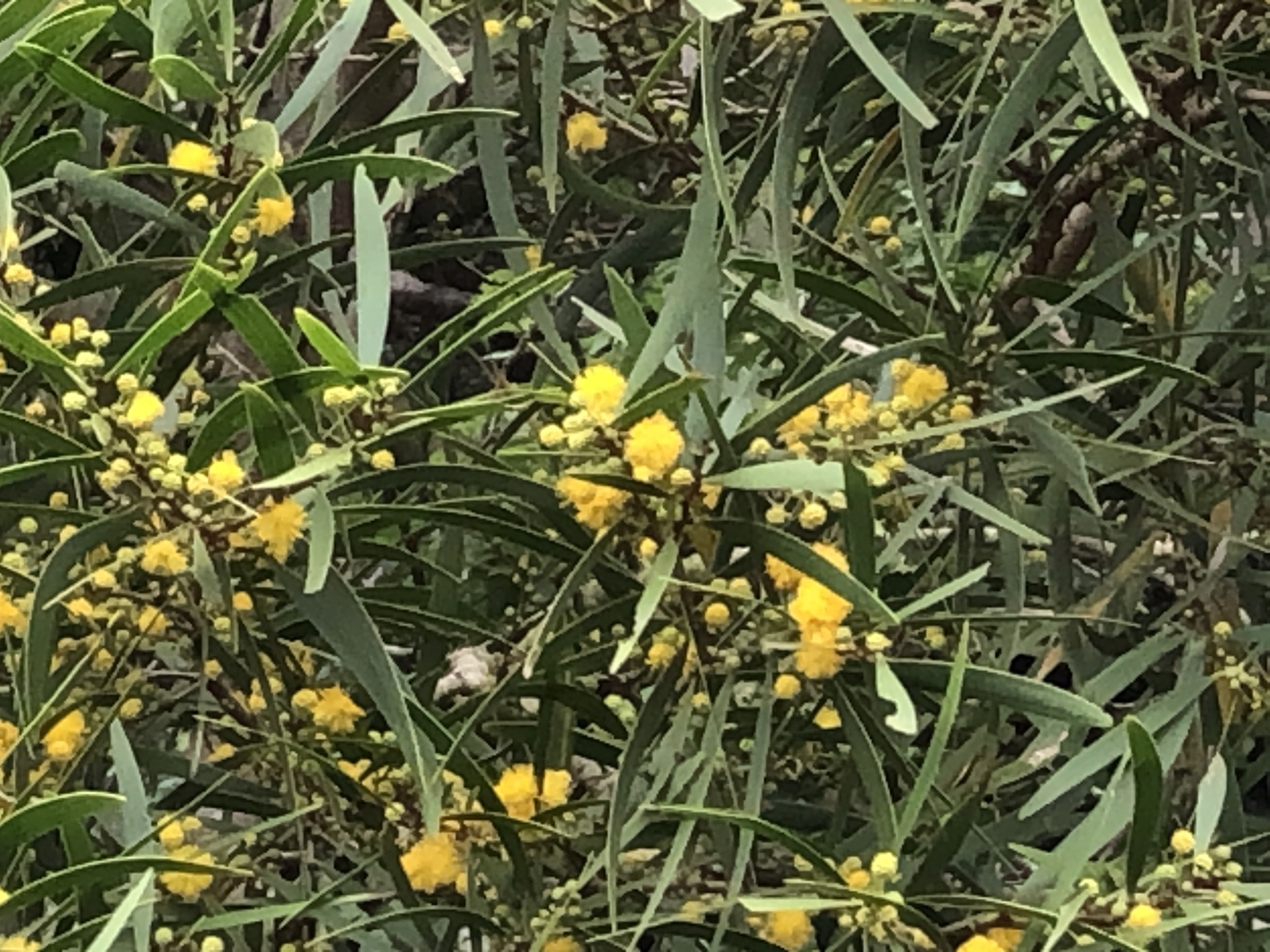 アカシアコンフサ 根皮 相思樹 - 苗木、植木