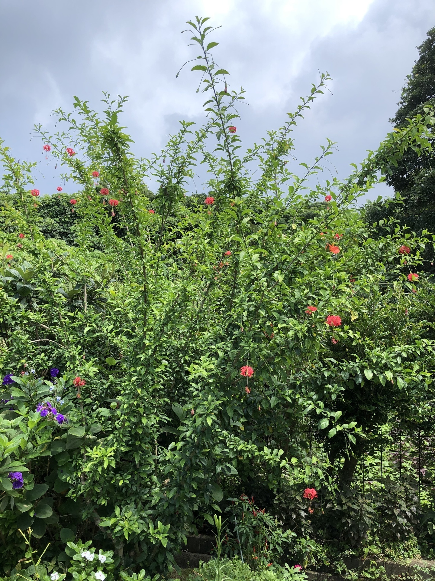 フウリンブッソウゲ 風鈴仏桑華 の花 ここは屋久島