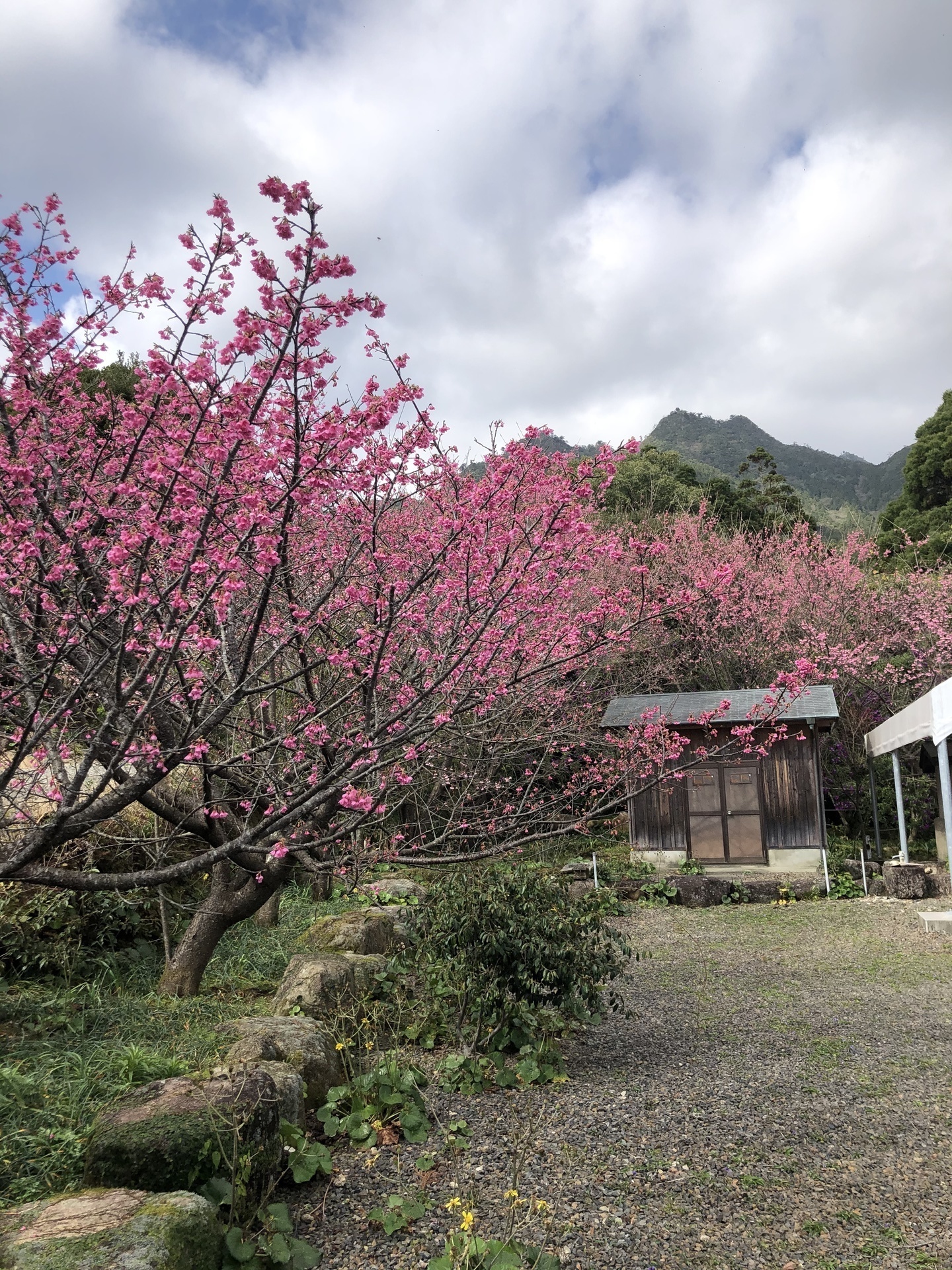 カンヒザクラ 寒緋桜 満開 ここは屋久島