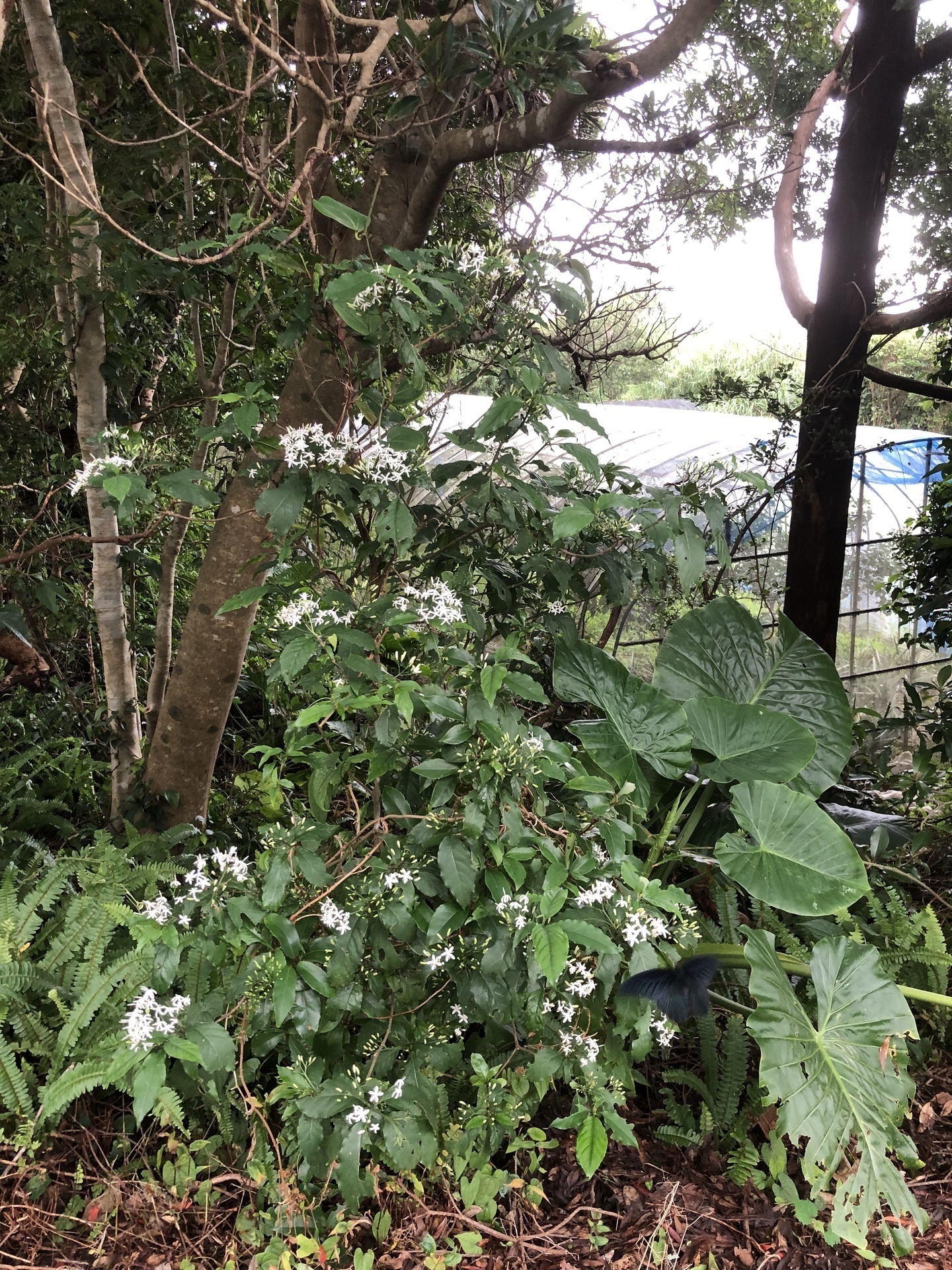 これは何の花、ジャスミン？: ここは屋久島