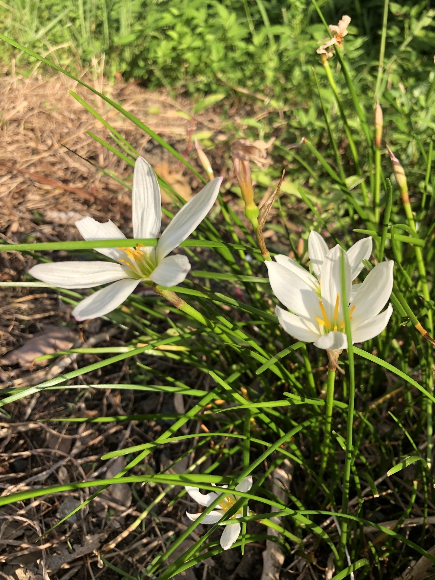 タマスダレの花とその仲間 ここは屋久島