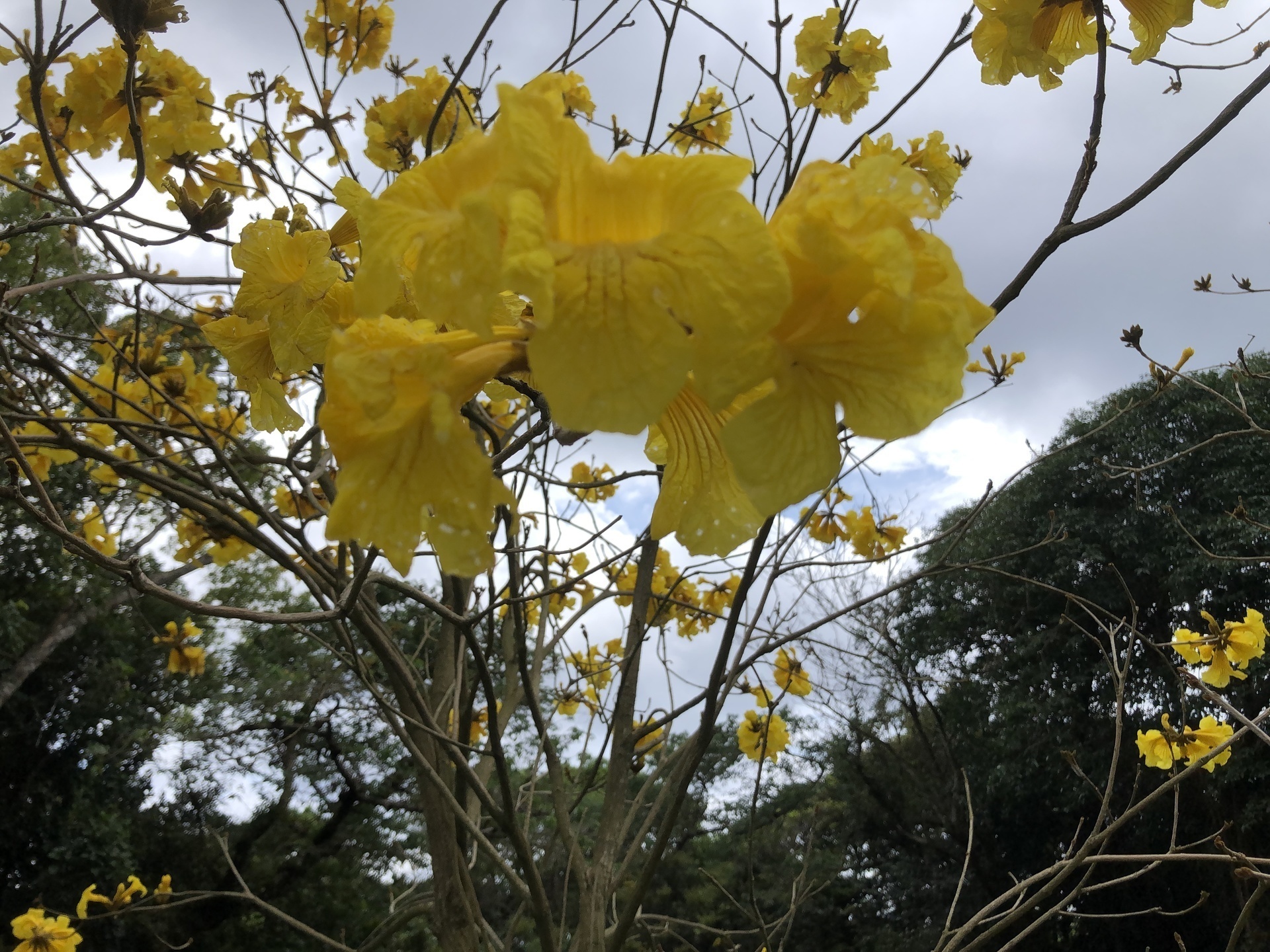 ブラジルの国花イペーが屋久島で咲いています ここは屋久島