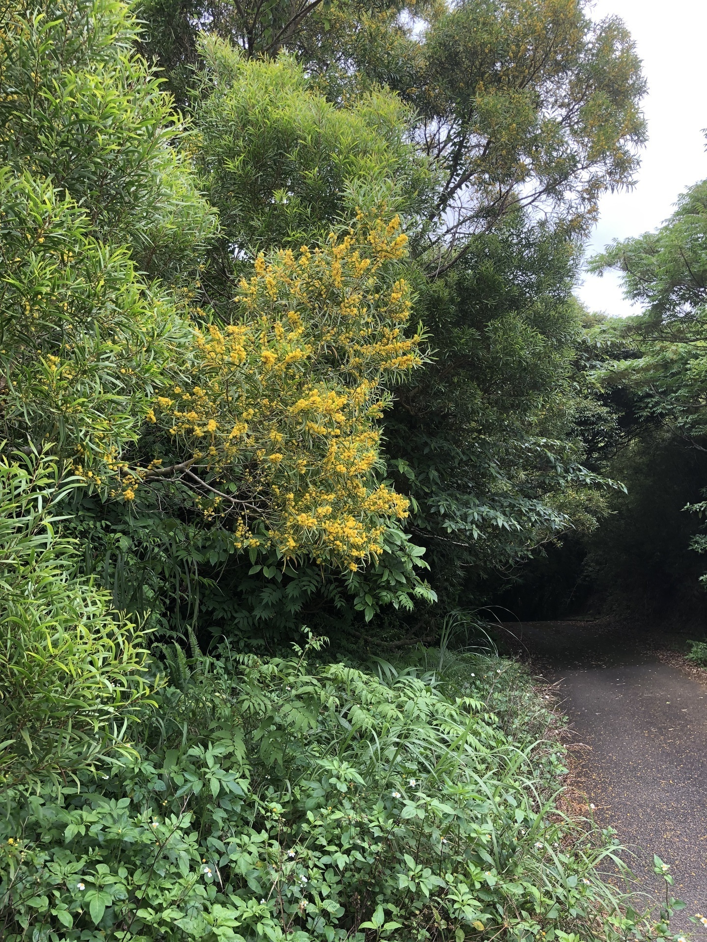 相思樹、アカシアコンフサ - 植物/観葉植物