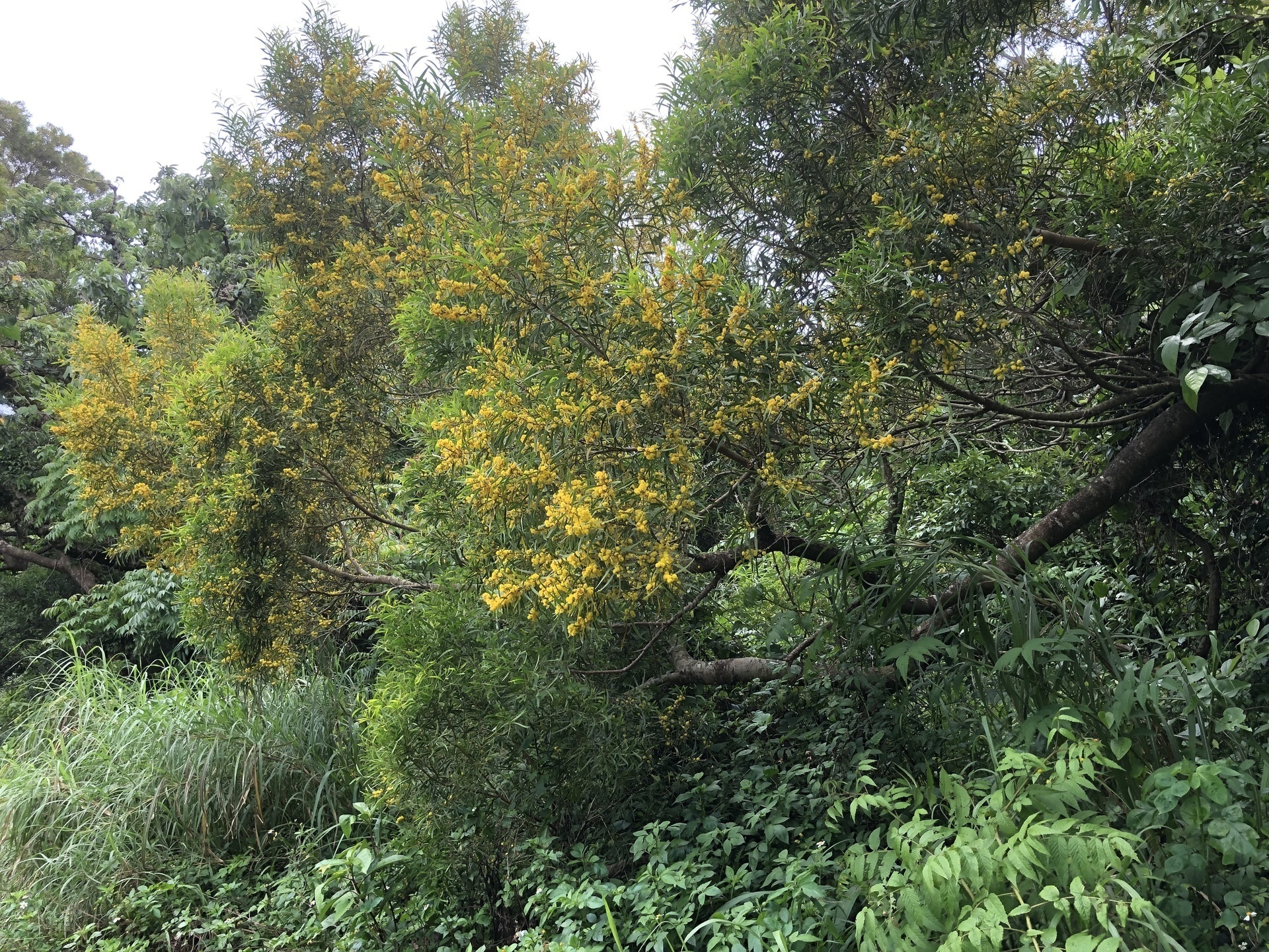 黄金色のタイワンアカシア（台湾アカシア）の花: ここは屋久島