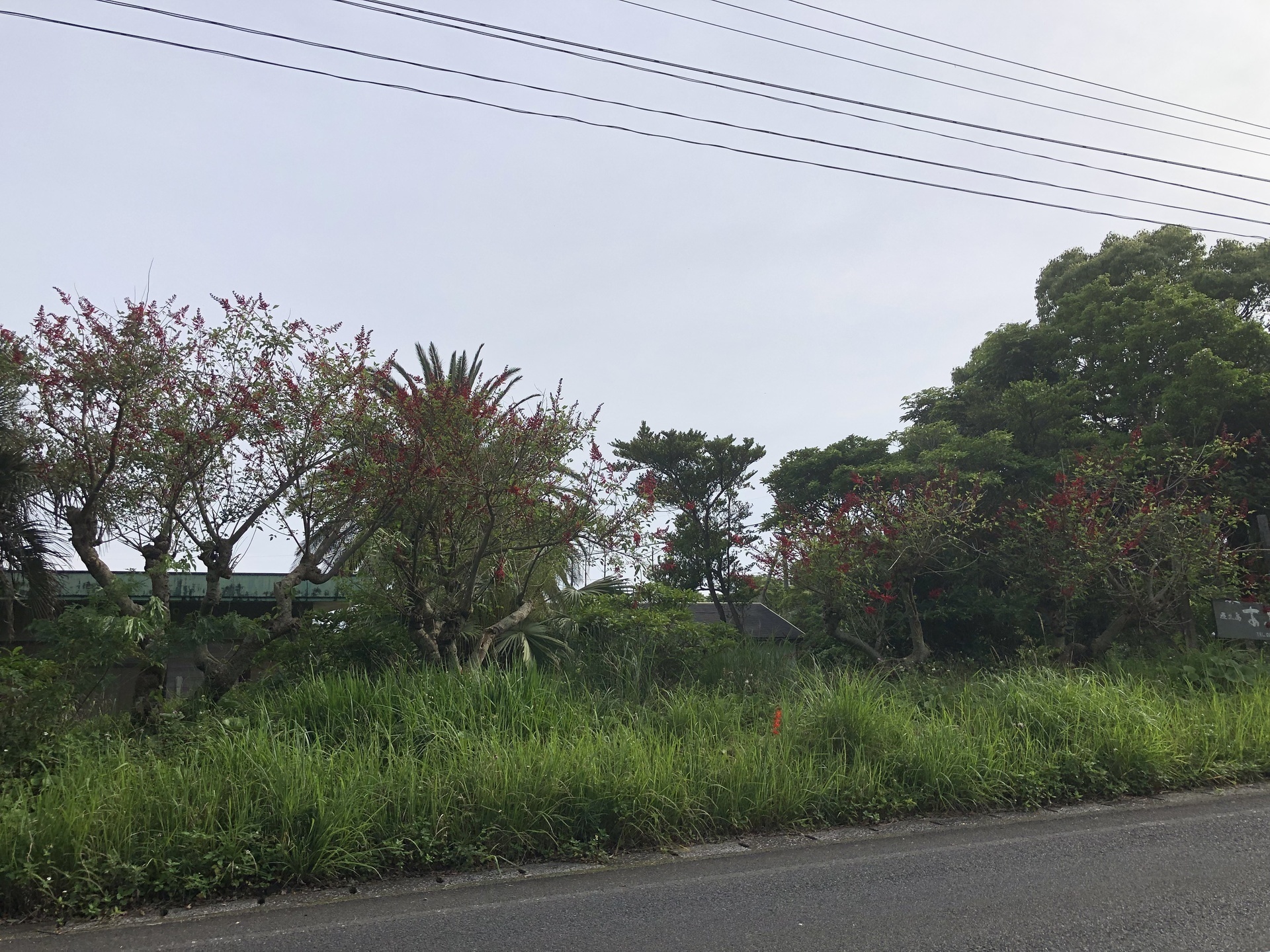 デイゴとアメリカデイゴ: ここは屋久島