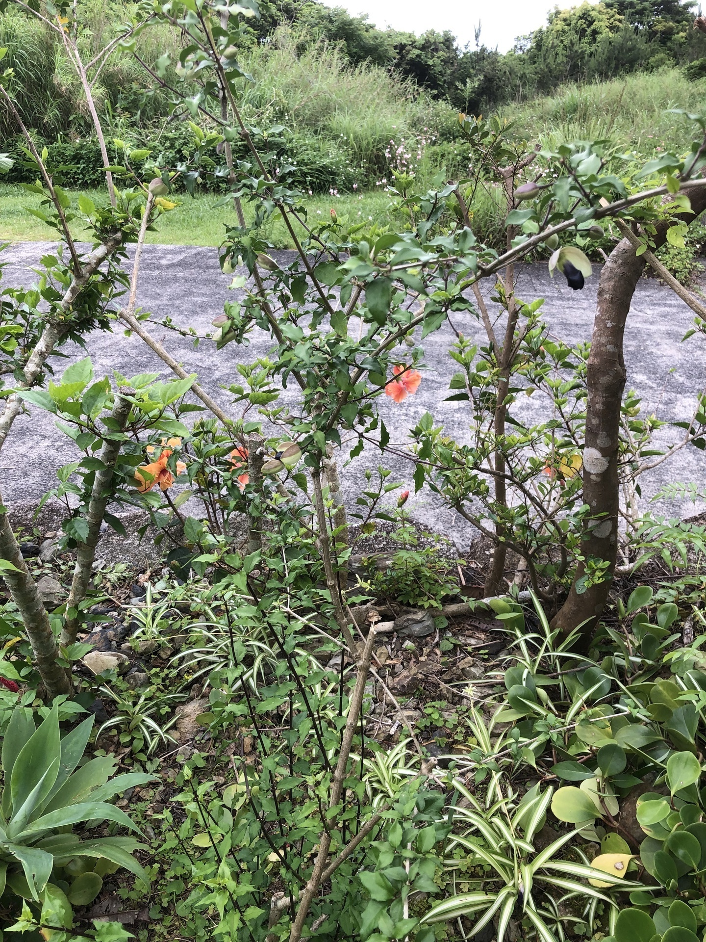 天然菊花石 木の枝に、花が咲いてる