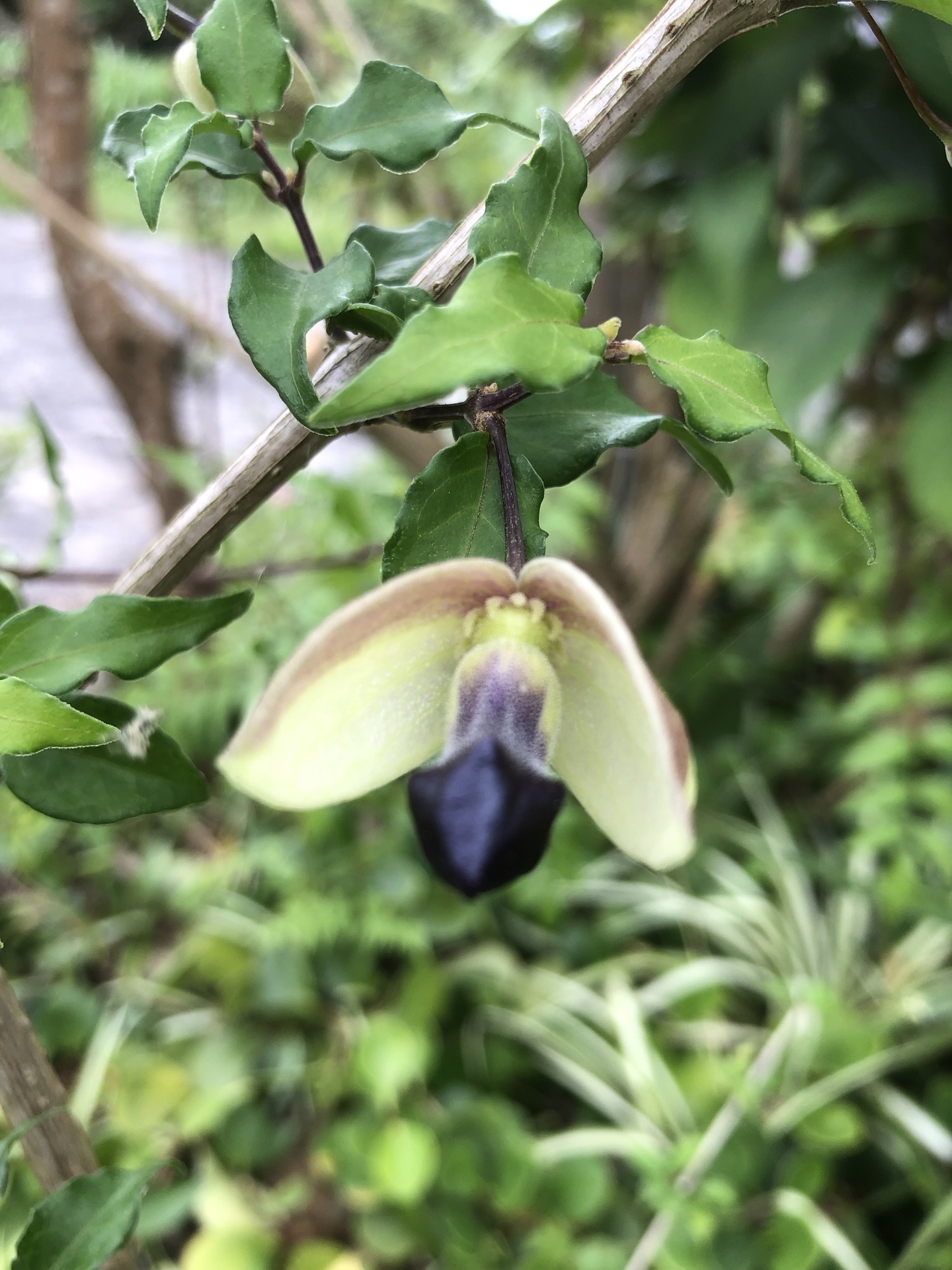 変な花、これ何の木？: ここは屋久島