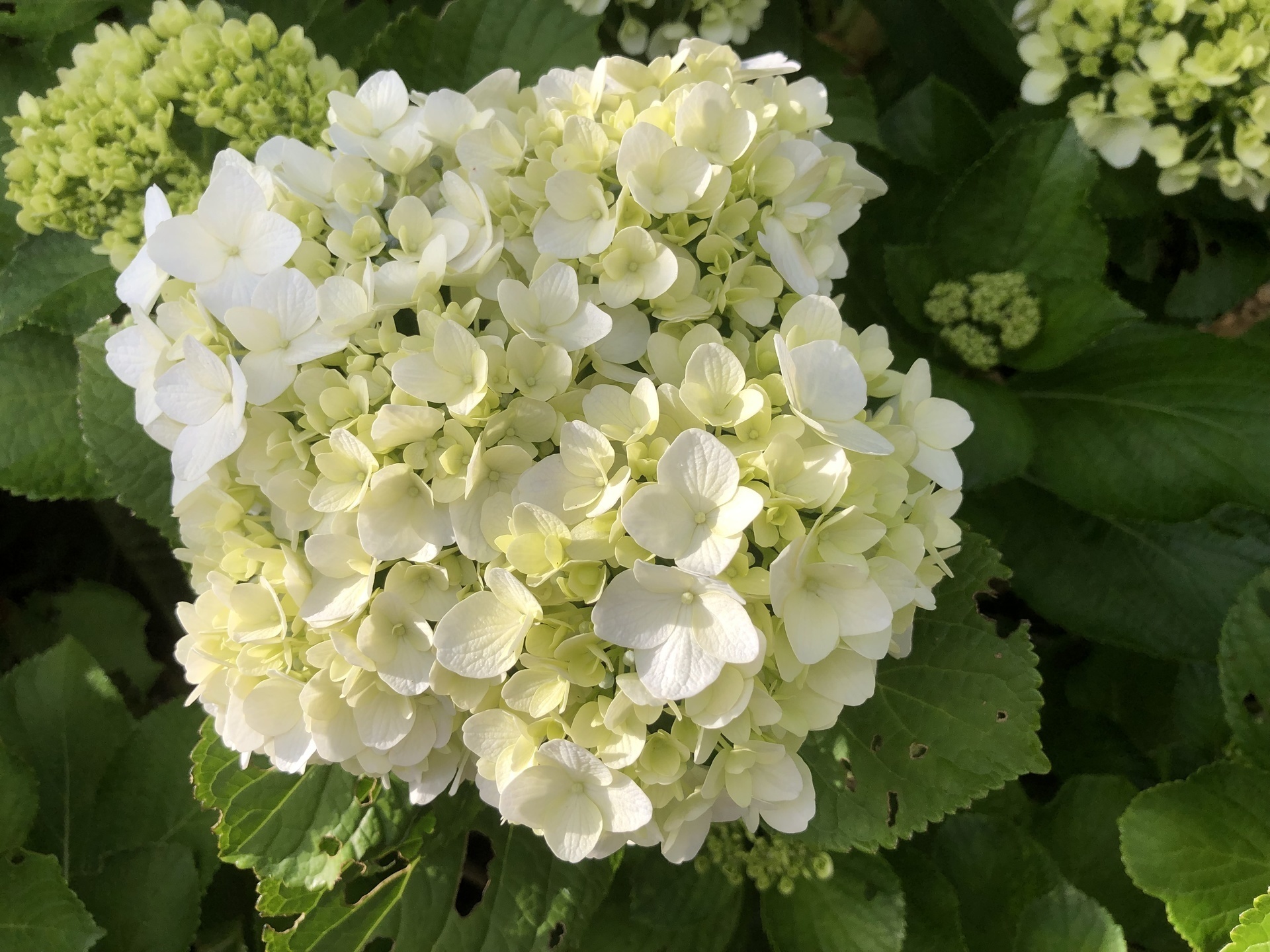 紫陽花の季節: ここは屋久島