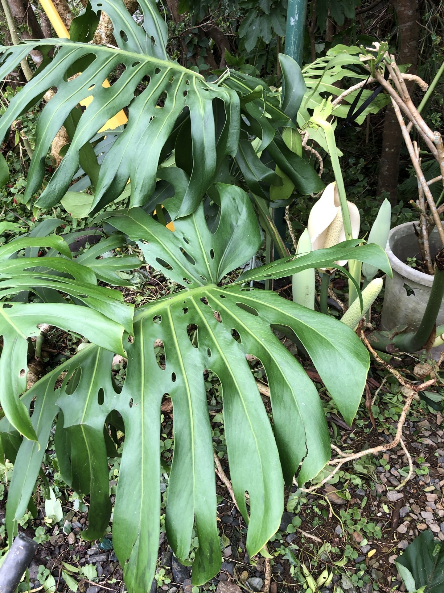 モンステラの花 ここは屋久島