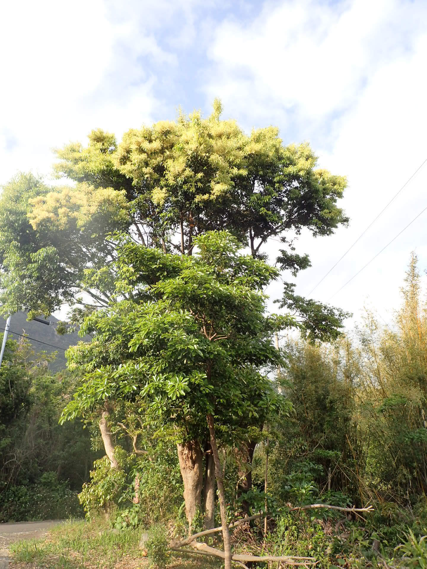 樫（カシ）の花: ここは屋久島