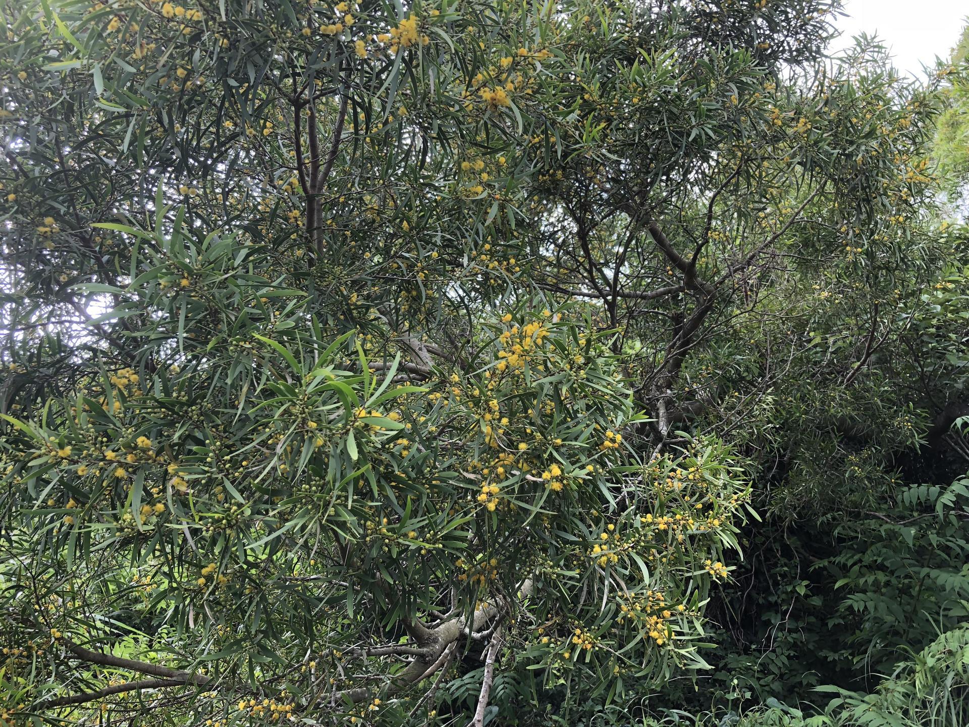 相思樹（アカシア木片）acasia - 植物/観葉植物