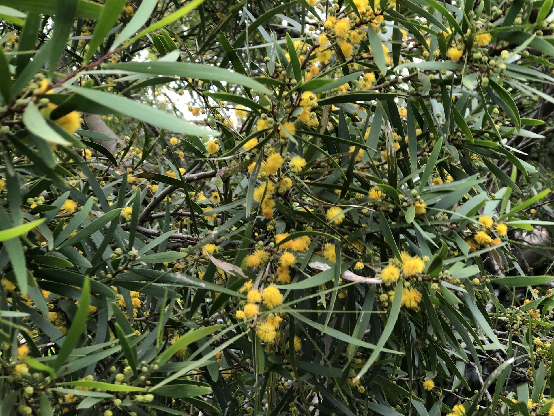 相思樹、アカシアコンフサ - 植物/観葉植物