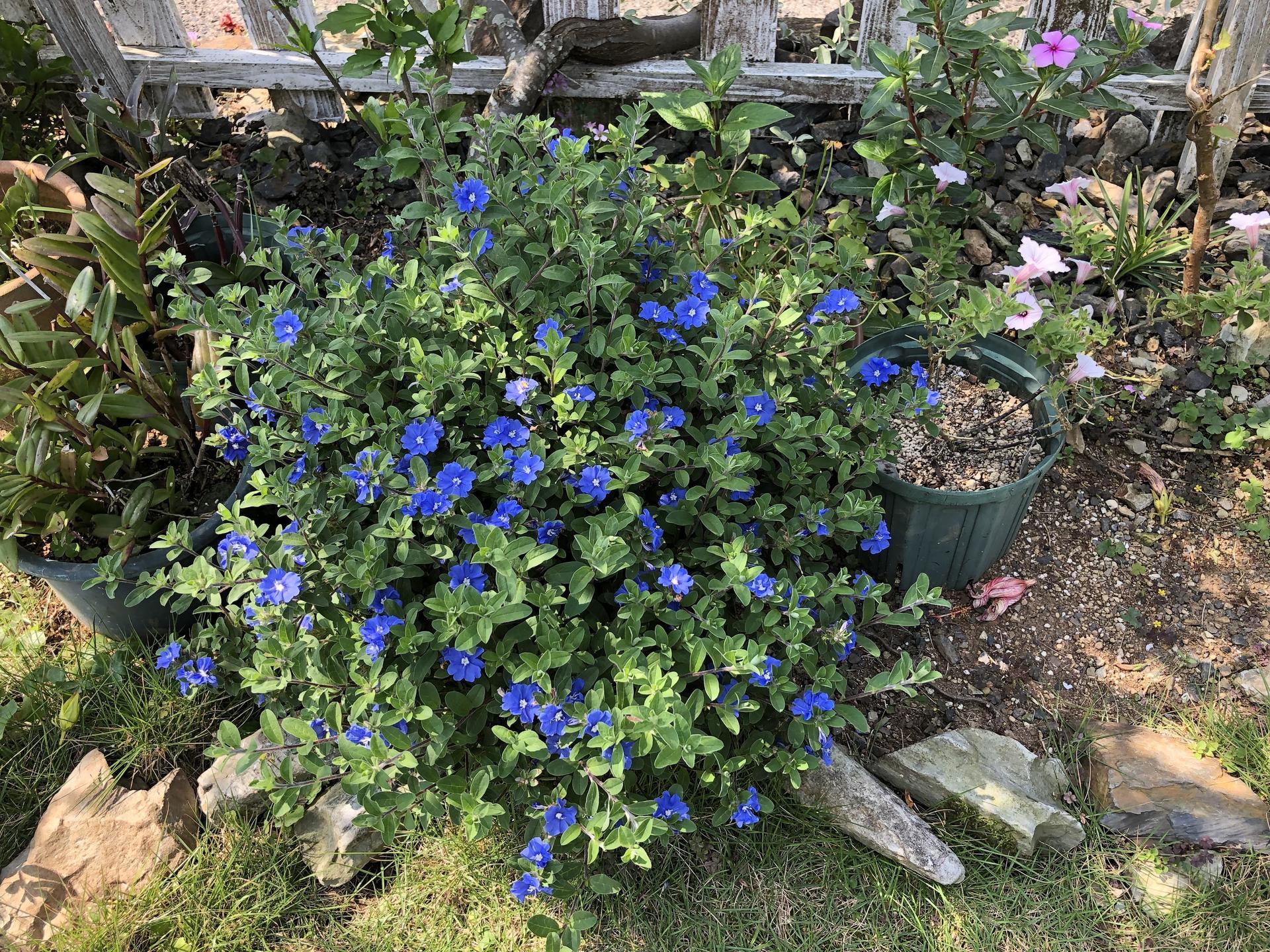 庭で大量に咲いている花２種 ここは屋久島