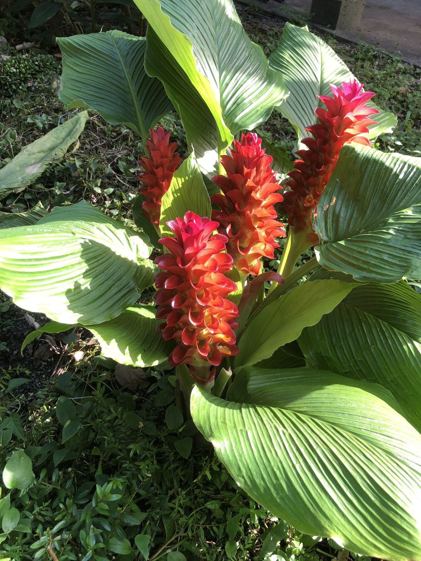 園芸用ウコンの花: ここは屋久島