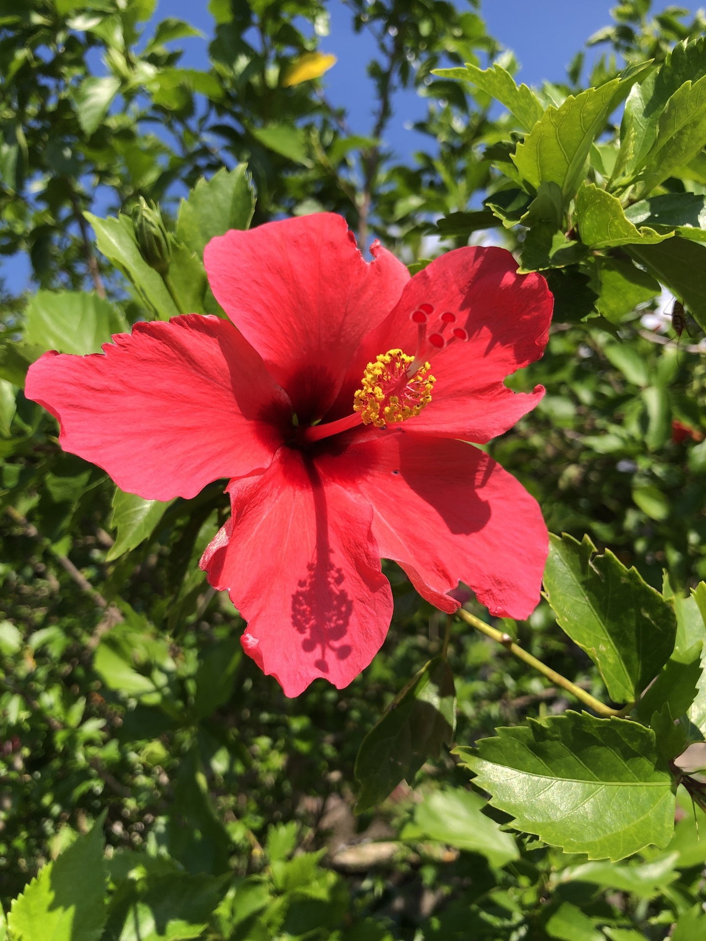 バズー220 ハイビスカス シービーワン バズー 220 ハイビスカス ／ CBONE BAZOO