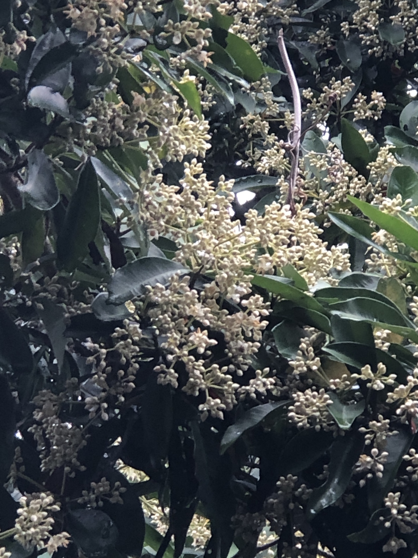 これは何の木: ここは屋久島