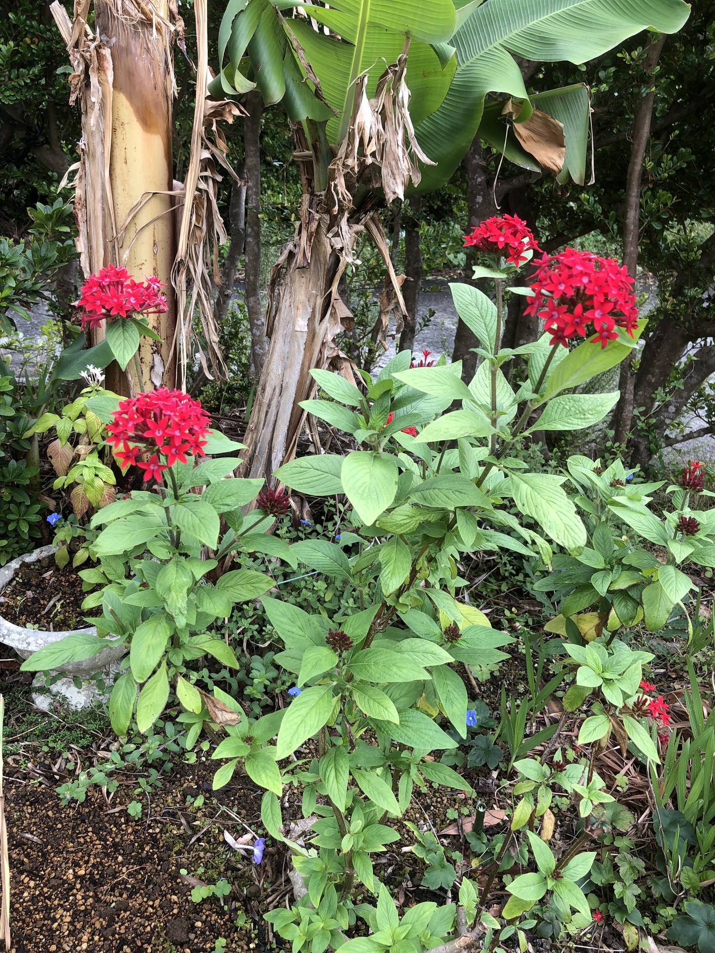 サンタンカの花 ここは屋久島