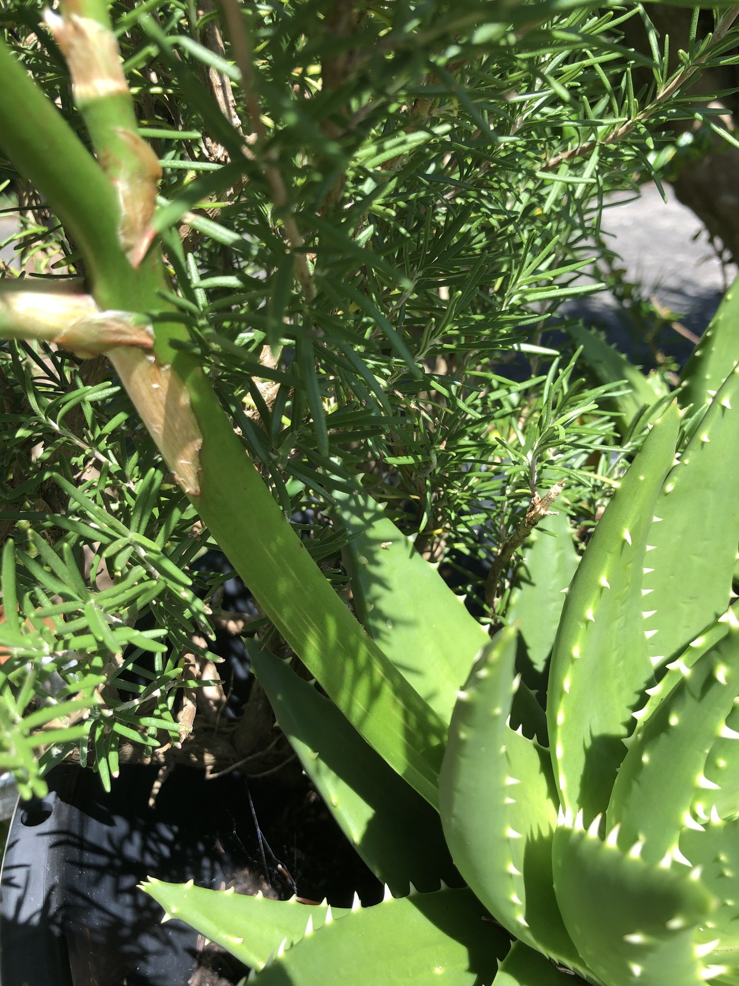 アロエの花: ここは屋久島