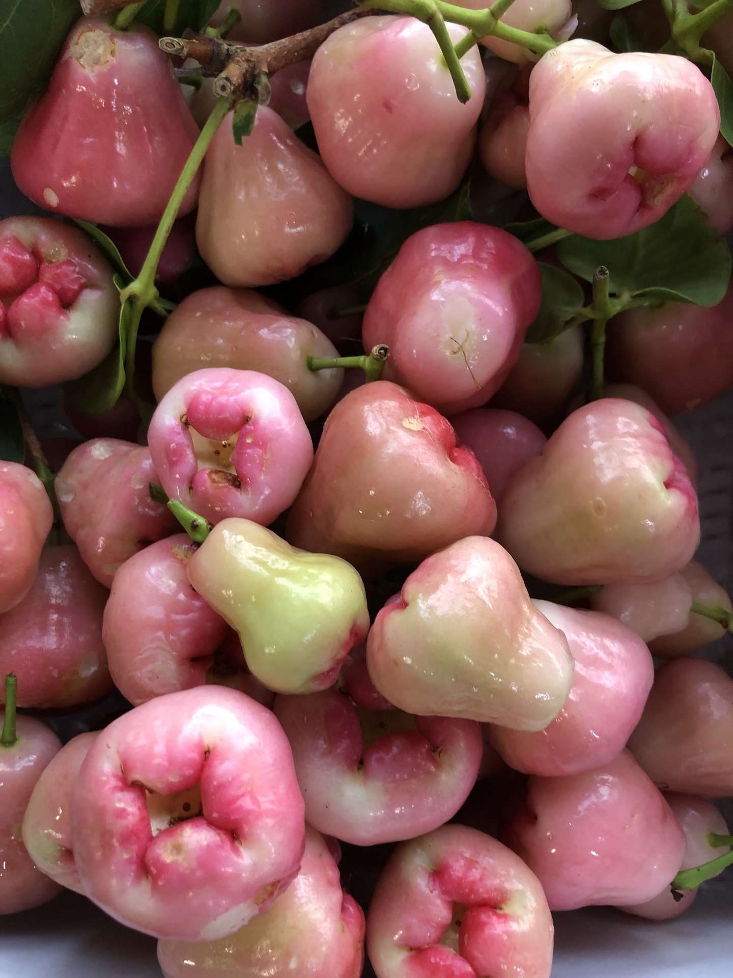 希少　実付き！特大台湾白玉レンブ　取木苗木　蓮霧 超希少 特大 レンブ取木苗木 台湾黑金蓮霧 - メルカリ