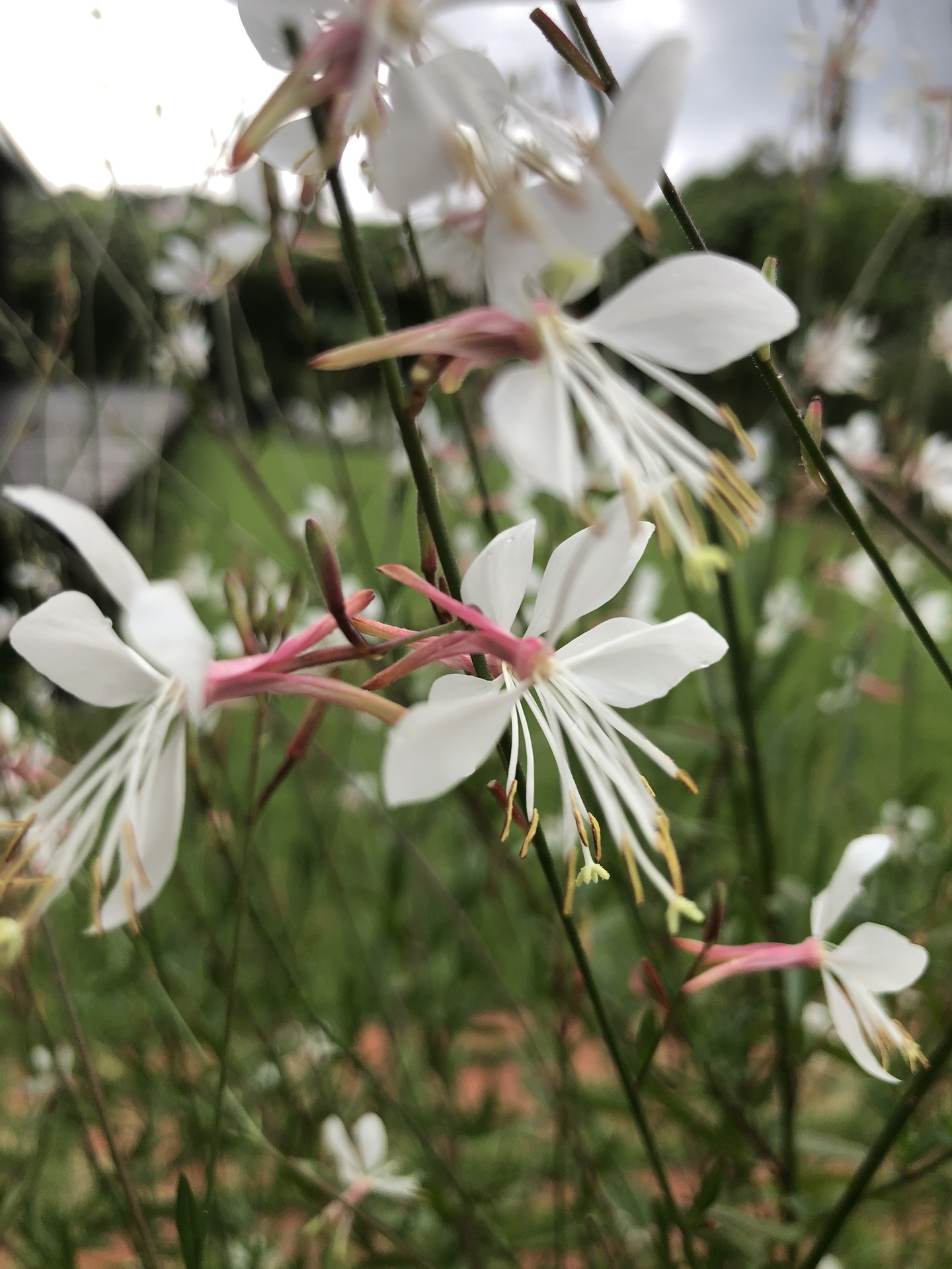 白無垢 蝶々と草花ロ 白無垢 蝶々と草花ロ