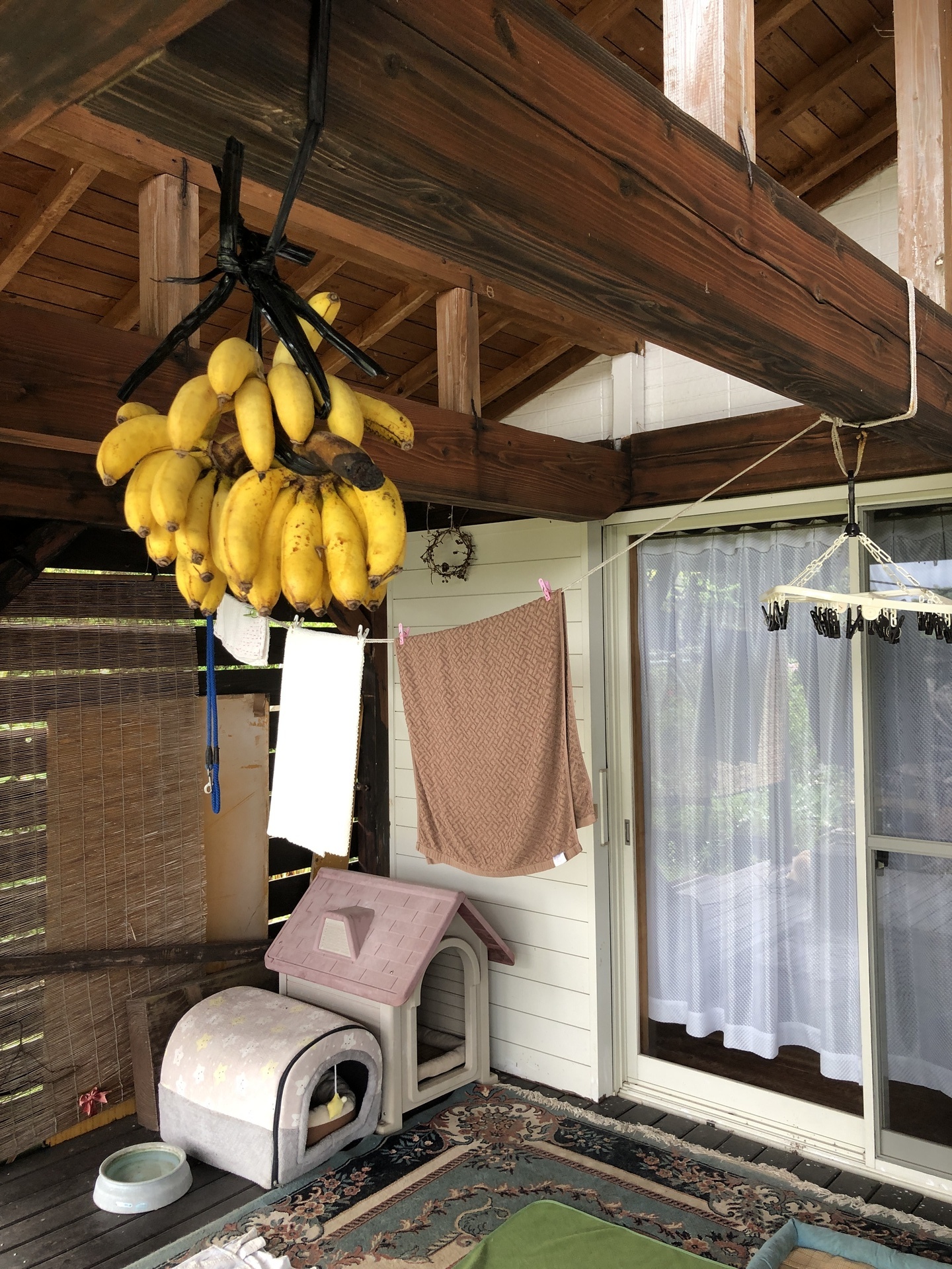 吊るしたバナナが熟した: ここは屋久島