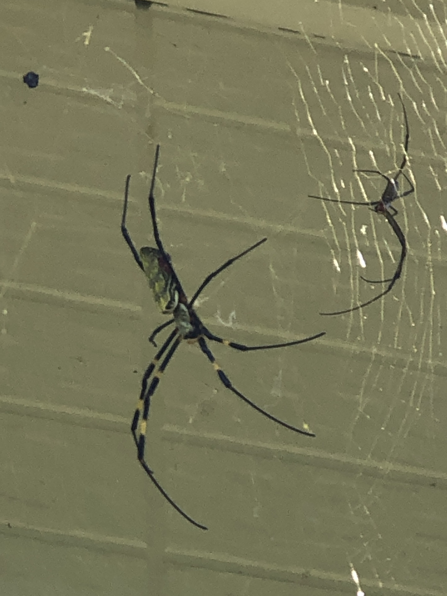 秋は雲いや蜘蛛のシーズン: ここは屋久島