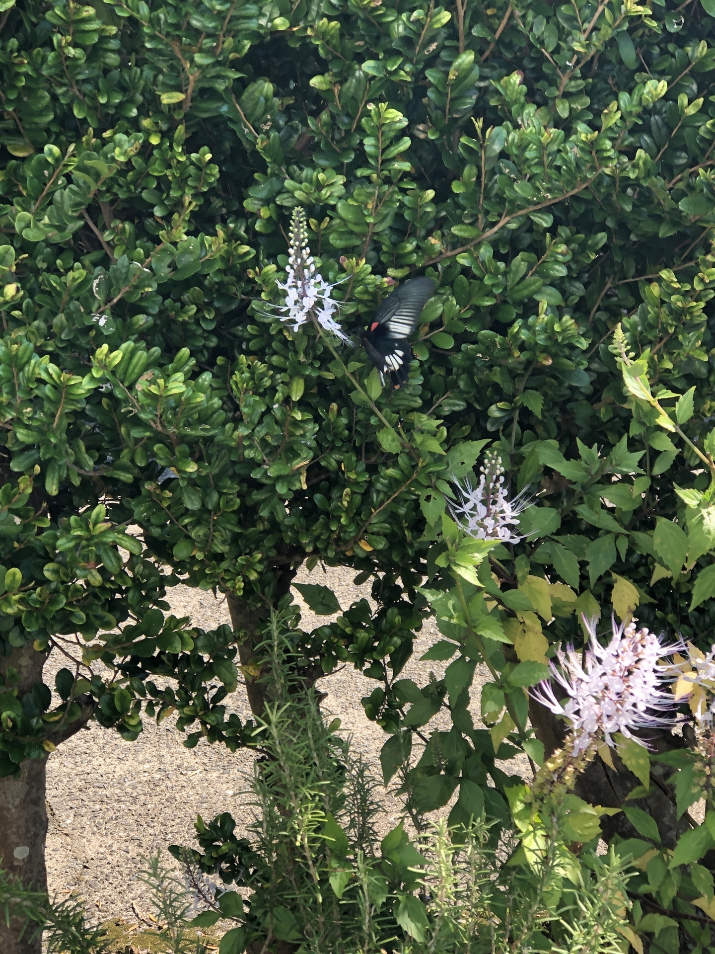 【1ペア】黒化タイプ、キアゲハ（愛知県産） ナガサキアゲハ求愛行動 in 屋久島 : 徒然なるままに